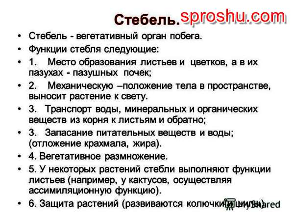 Характеристика стеблей. Синквейн пятистишие. Синквейн это нерифмованное стихотворение. Почему любовь может быть созидательной и разрушительной. Почему любовь.